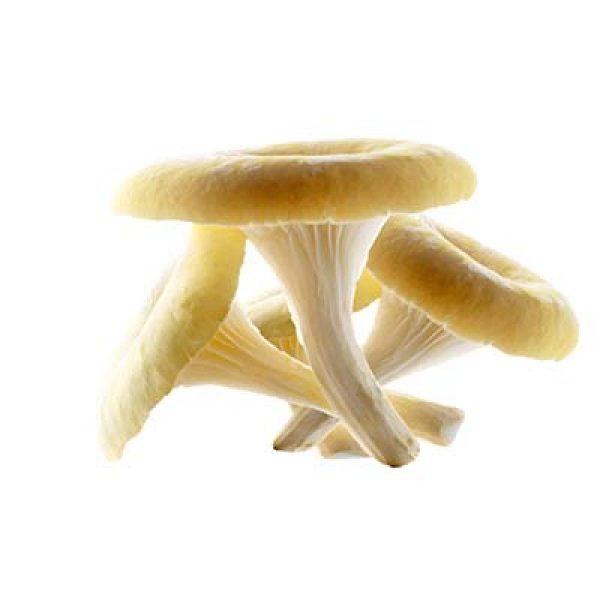 BOTTE ASPERGE VERTE