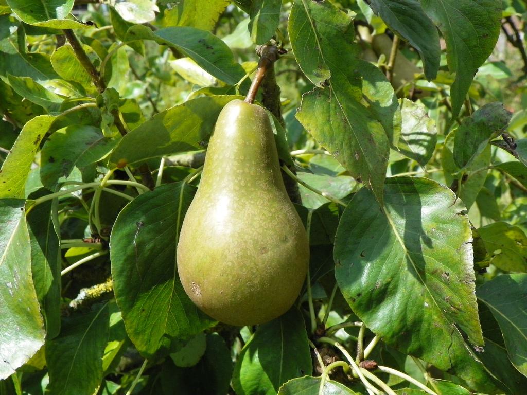BQ POIRE X 4 BIO 500G.ARG