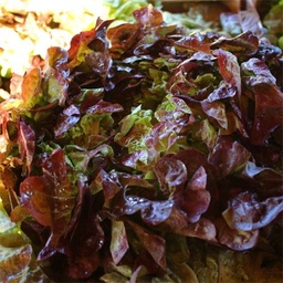 [708222] RED OAK LEAF SALAD