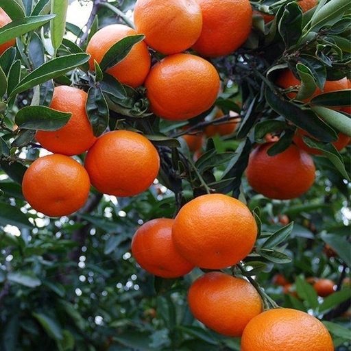 [724500] CLEMENTINE BULK 8 KG