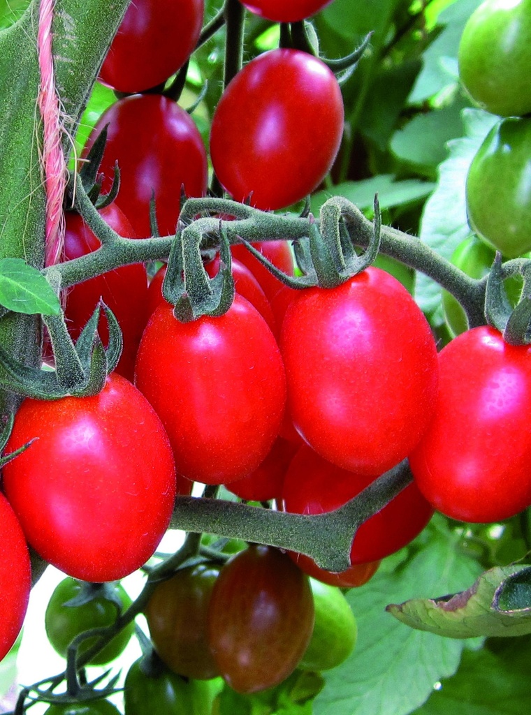 Pigeon Heart Tomato 250g