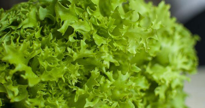Sucrine Lettuce x3 Cat 1 Spain