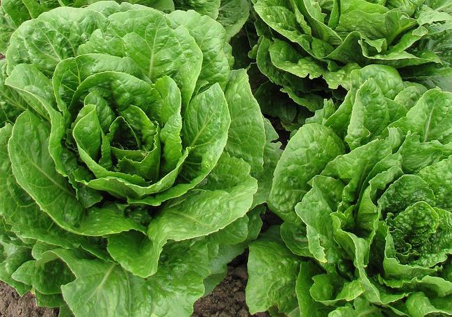SALADE LAITUE C1 FCE