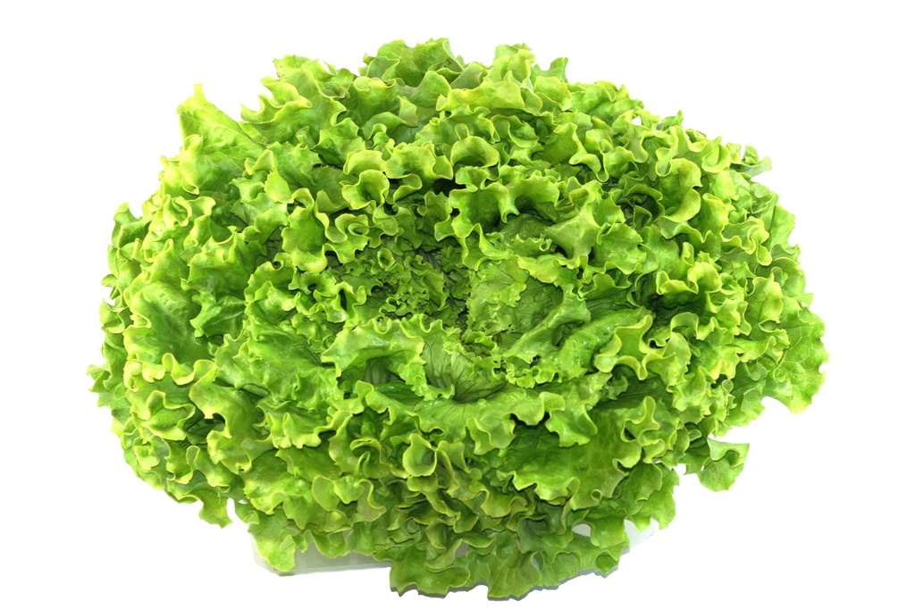 Batavia Lettuce C1 France