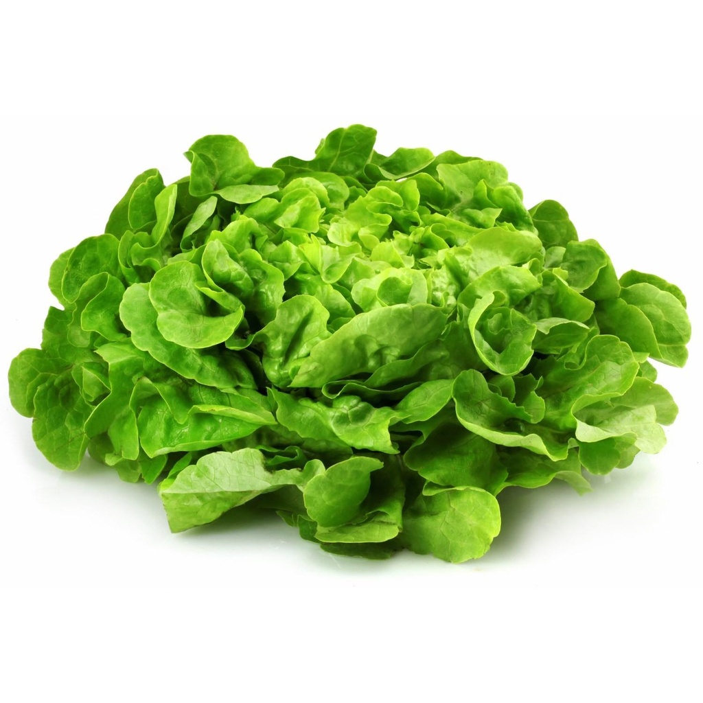 Oak Leaf Lettuce White