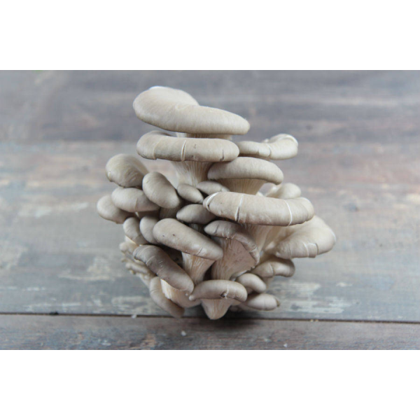 200g Tray of Fresh Oyster Mushrooms