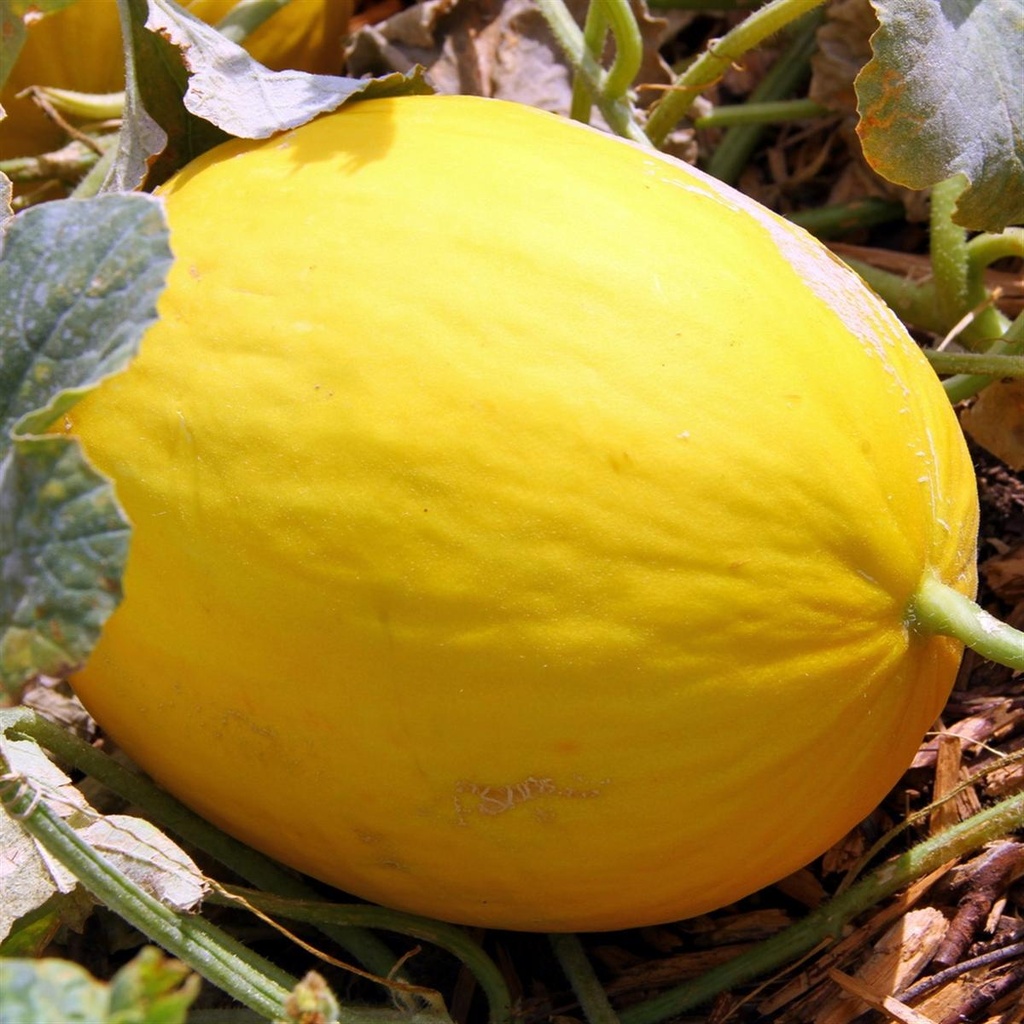 POIRE CONFÉRENCE BQ 1KG