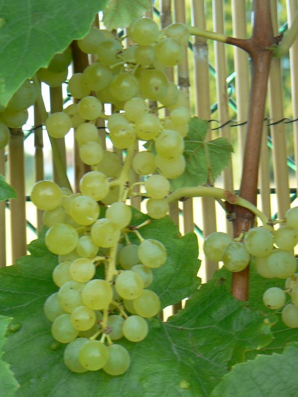 Loose Black Grapes from France