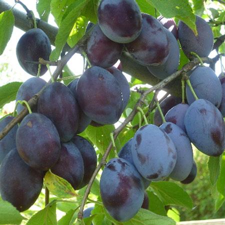 ORANGE A JUS VRAC AFDS