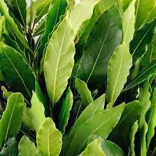 TRAY OF FRESH BAY LEAVES 30G