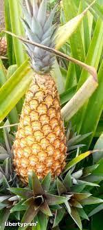 Sugarloaf Pineapple CAT1