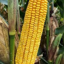 Yellow Corn Tray x2 CAT1 France