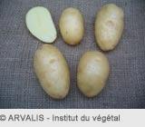 [706267] FIRM-FLESH POTATOES 12.50KG