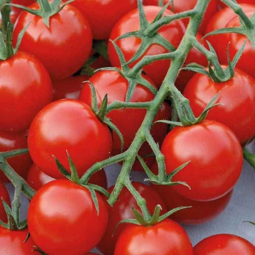 [724047] CHERRY TOMATO CERISE CLUSTER 3.5KG