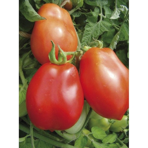 [712505] TOMATE ROMA CAL 57 ESPAGN