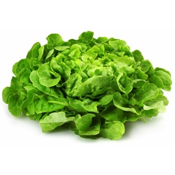 [708248] SALADE F.DE CHENE BLANC.F