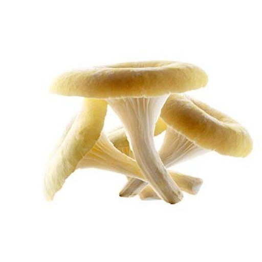 [983809] BOTTE ASPERGE VERTE