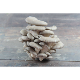 [982900] TRAY.500G PLEUROTE FCE	