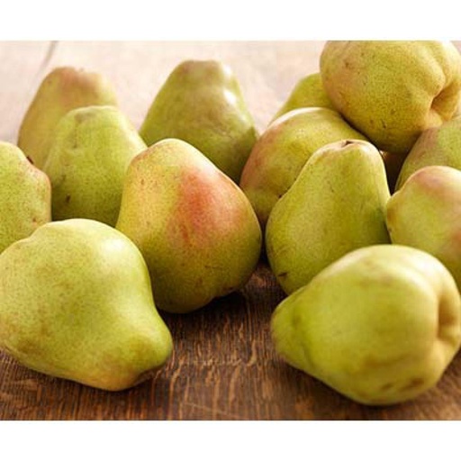 [875187] CONFERENCE PEAR 70/75 FR