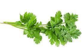 [727065] FRESH CORIANDER TRAY 30G