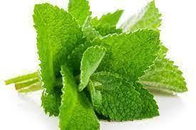 [731885] TRAY OF FRESH MINT 30G